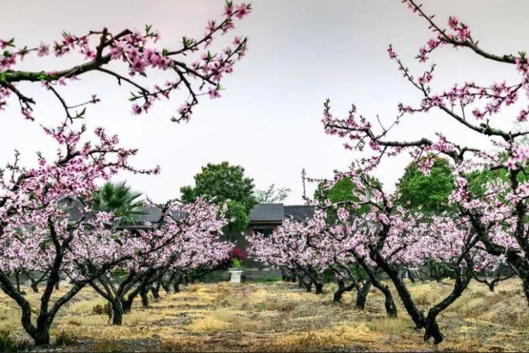 一房一院一私汤！无锡阳山花间堂桃花岛​私享温泉汤池！